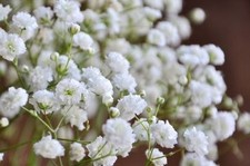 GYPSOPHILA BABY'S BREATH SEEDS