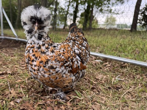 Npip certified silkie - npip,