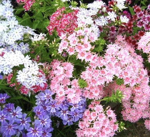 100 seeds drummond phlox - 100, seeds-