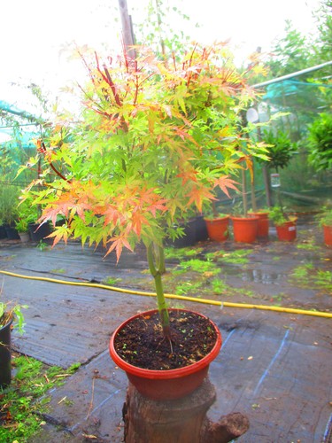 28inch inc pot outdoor bonsai - outdoor,