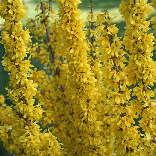 Border forsythia x - forsythia,