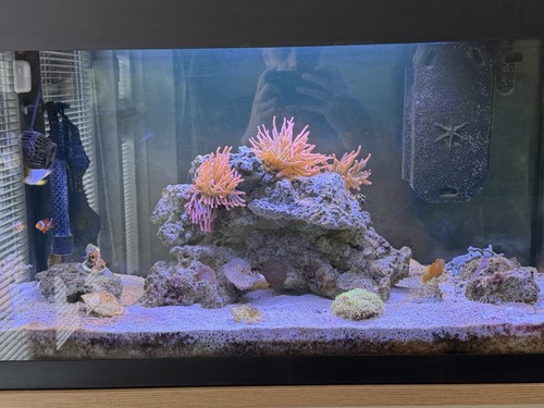 Fluval roma 125l fish tank - roma,