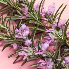 Rosemary Pink Herb - Culinary