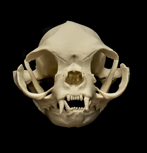 Cat skull replica persian - skull,