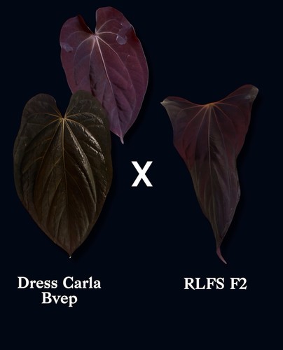 Anthurium dressleri carla bvep - anthurium,