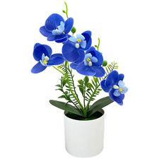 Phalaenopsis style orchid - phalaenopsis,