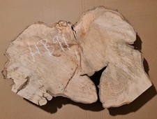 Old hornbeam burr - hornbeam, burl