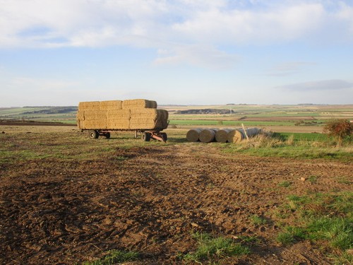 Photo 6x4 trailer with straw - 6x4,