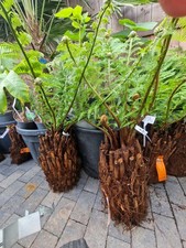 Dicksonia Antarctica Tree Ferns CHUNKY 1.5ft  DIRT CHEAP PLANTS FB