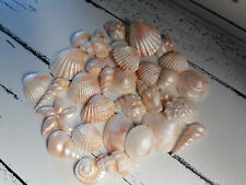 Edible Sugar Icing Sea Shells and Sand Ivory Beach Cupcake Toppers Cake Mermaid
