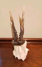 Scottish Roe Deer Antlers