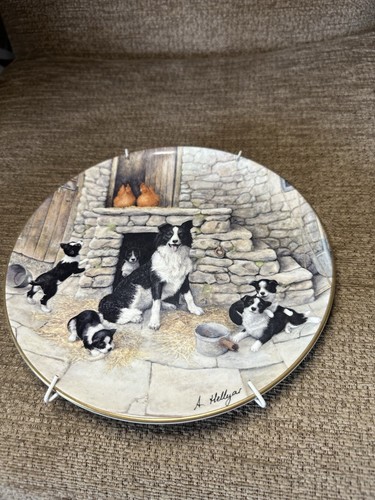 Border collie vintage - vintage,