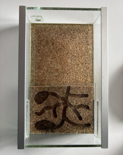 Glass formicarium with sliding - with,