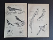 Pair of antique (c. 1890)