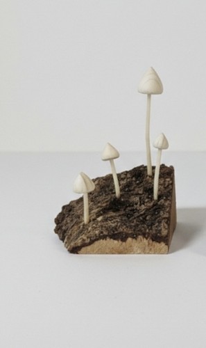 Pine liberty cap - liberty, on
