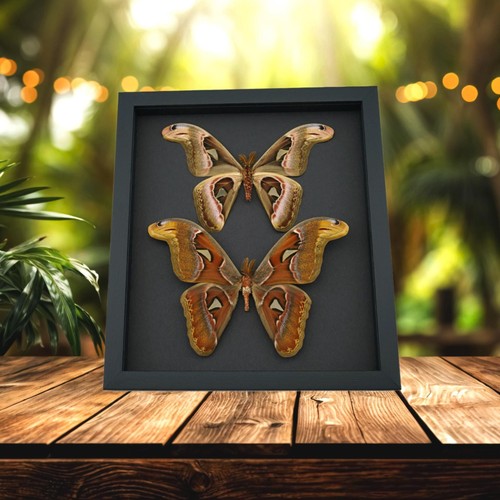 Real framed atlas moth set - framed,