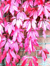 1 bareroot - Virginia Creeper
