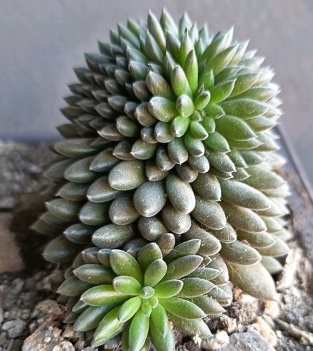 Sinocrassula yunnanensis - sinocrassula,