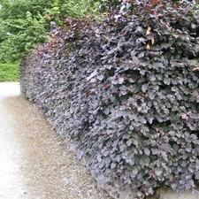 Copper Beech Fagus Sylvatica