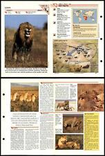 Lion #12 Mammals Wildlife Fact File Fold-Out Card