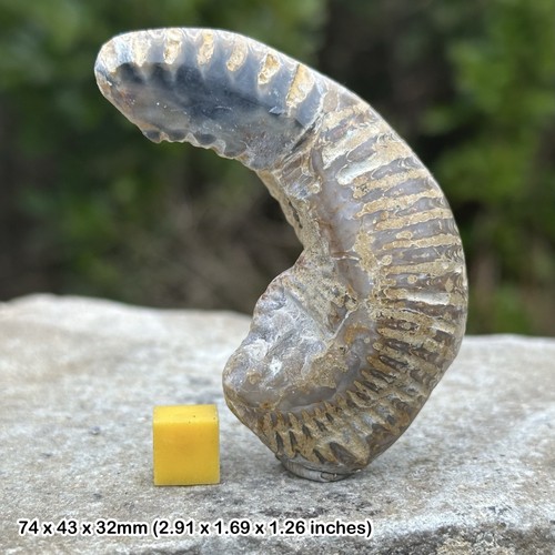 Rastellum oyster polished