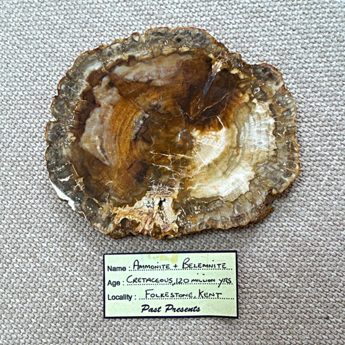 Polished ammonite belemnite - ammonite, &