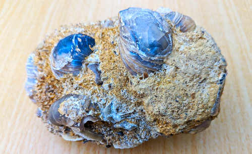 Middle jurassic oyster - middle,