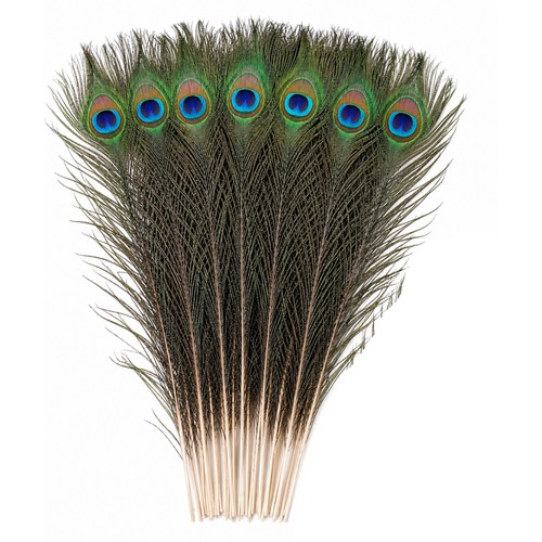 Peacock feathers natural - peacock,