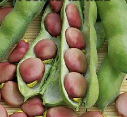 Broad beans original authentic - beans,