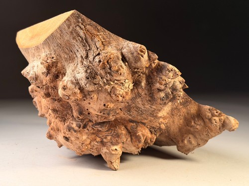Cap burr elm - burr, resin