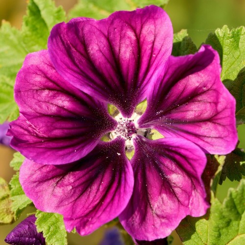 Malva seeds flower garden - seeds,