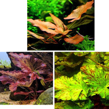Nymphaea Lotus Aquarium Plant – Green / Red / Stellata – Live Aquatic Plant
