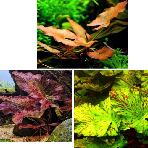 Nymphaea lotus aquarium plant - lotus,