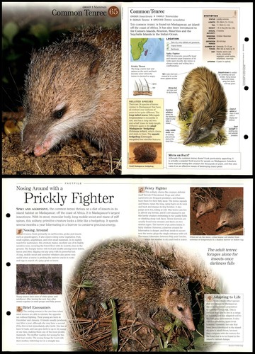 Common tenrec mammals - #65,