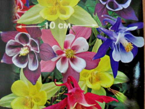 Aquilegia seeds giant - giant, xxl