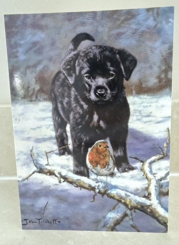 Black labrador puppy dog robin - black,