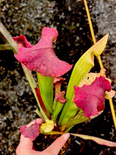 Sarracenia asbo charmaine - sarracenia,