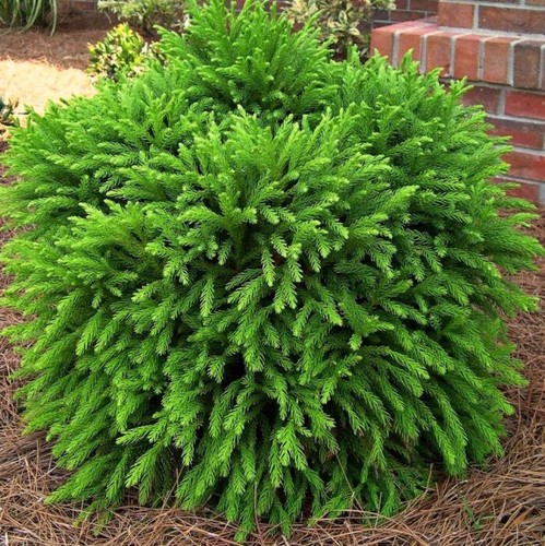 Cryptomeria little champion - cryptomeria,