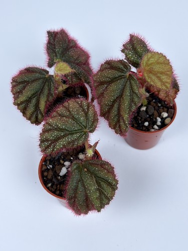 Begonia lahad datu - lahad, pink