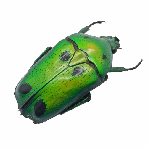 Green scarab beetle - green,