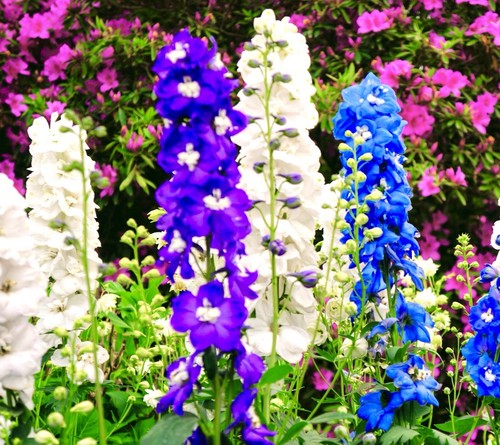 180x delphinium pacific - 180x, tall