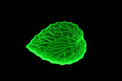 Fluorescent bagley - uv,
