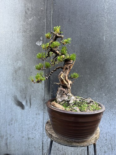 Imported japanese white - white, pine