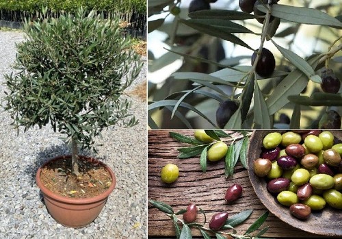 Cyprus olive tree - tree, |
