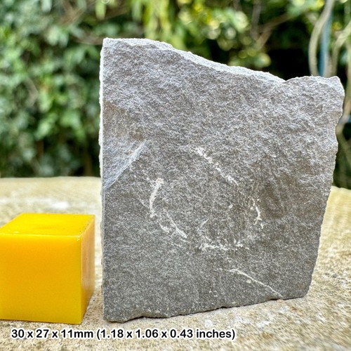 Ogyginus cordensis trilobite - ogyginus,