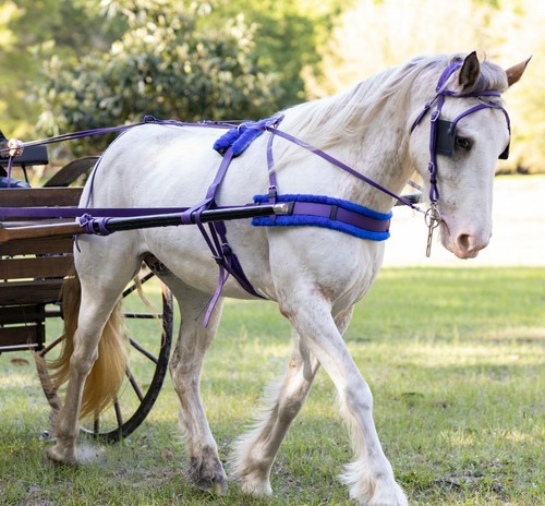 Large pony size beginner - pony,