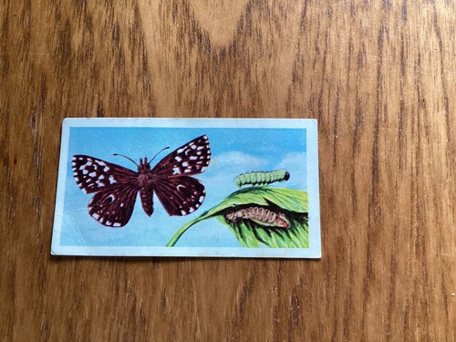 Barratt british butterflies - barratt,