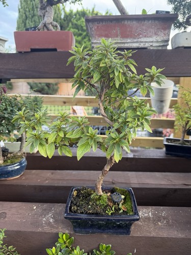 Azalia bonsai tree - azalia,