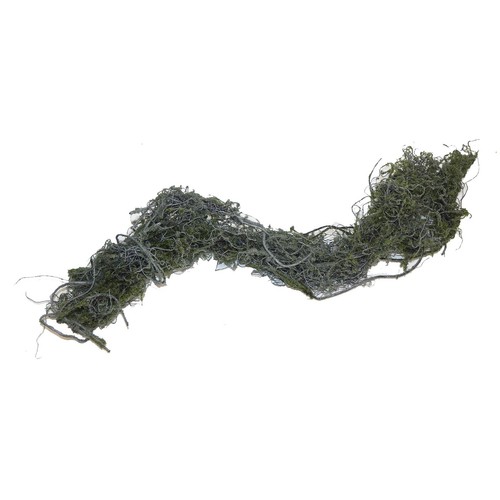 Betta terra spiral moss vine - betta,