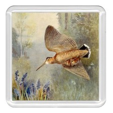 The woodcock bird lovely - woodcock,